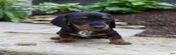 Miniature Dachshund dogs for sale: Gage - Ad 7
