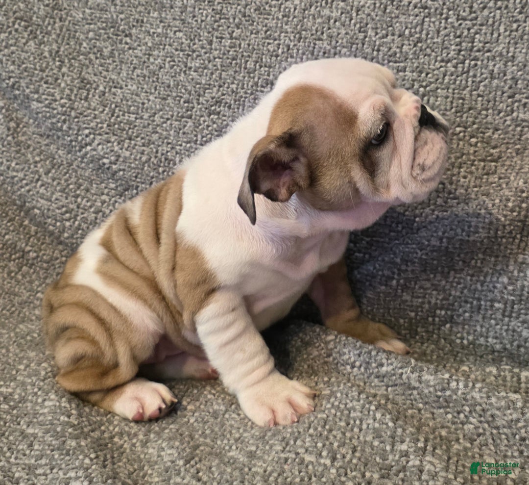 English Bulldog dogs for sale: Adrian - Ad 5