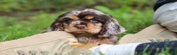 Cocker Spaniel dogs for sale: Asher - Ad 3