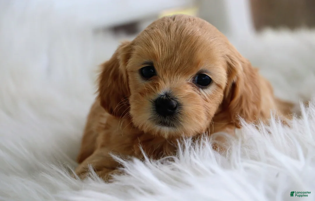 Mixed Breed dogs for sale: Kiva - Ad 2