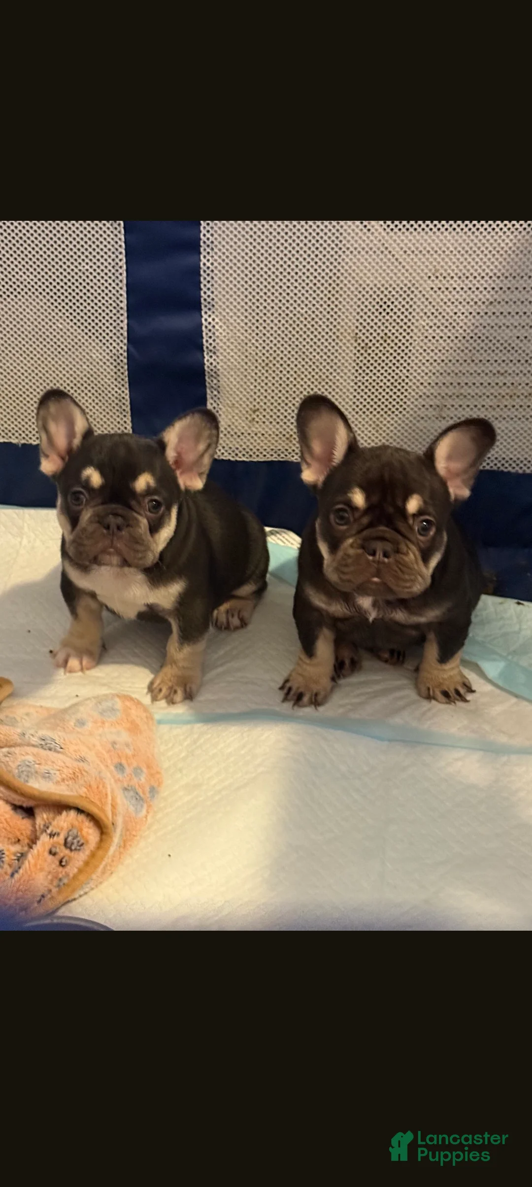 French Bulldog dogs for sale: Gabanna - Ad 1