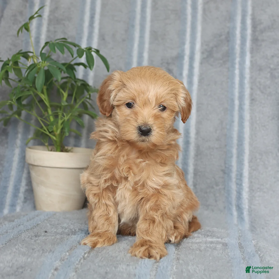 Mixed Breed dogs for sale: Myles - Ad 3