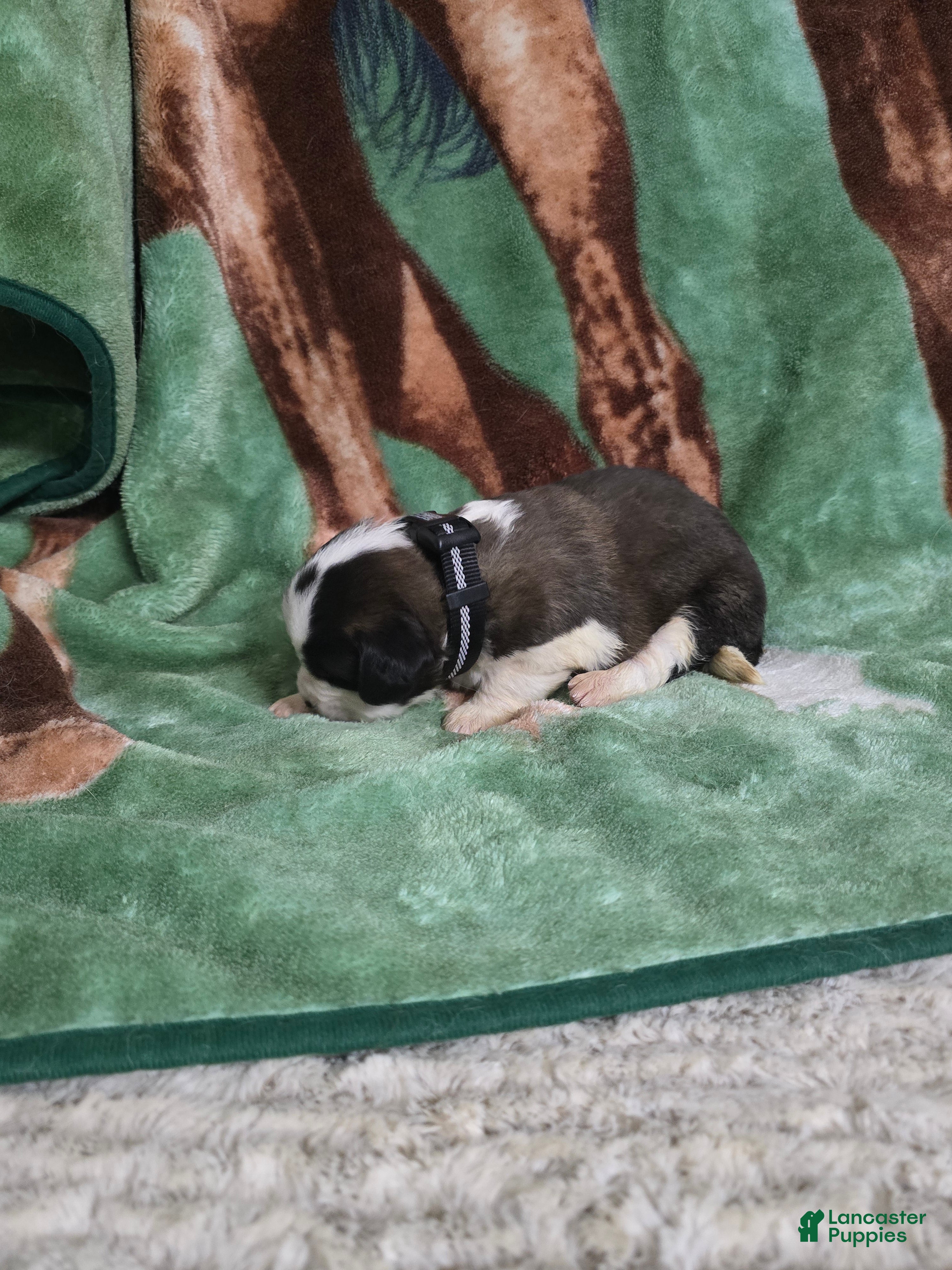 Saint Bernard dogs Black Dot Female - Ad 6