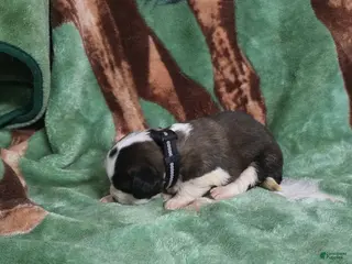 Saint Bernard dogs Black Dot Female - Ad 6