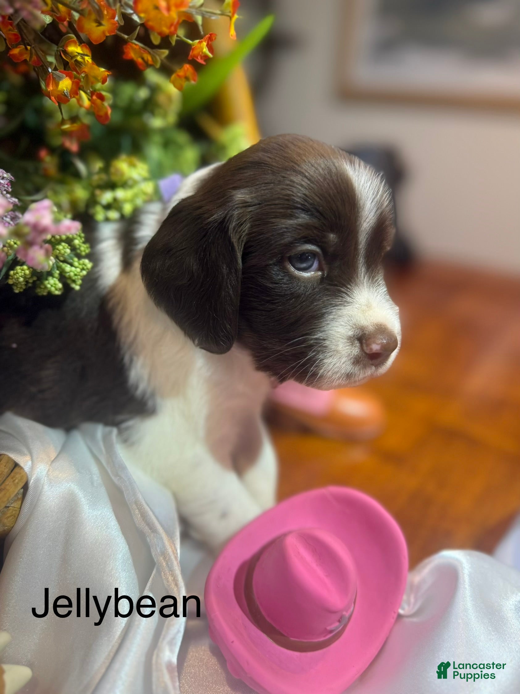 Brittany Spaniel dogs Jellybean - Ad 2