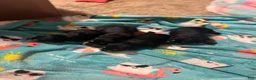 Miniature Schnauzer dogs for sale: Boy Green - Ad 7