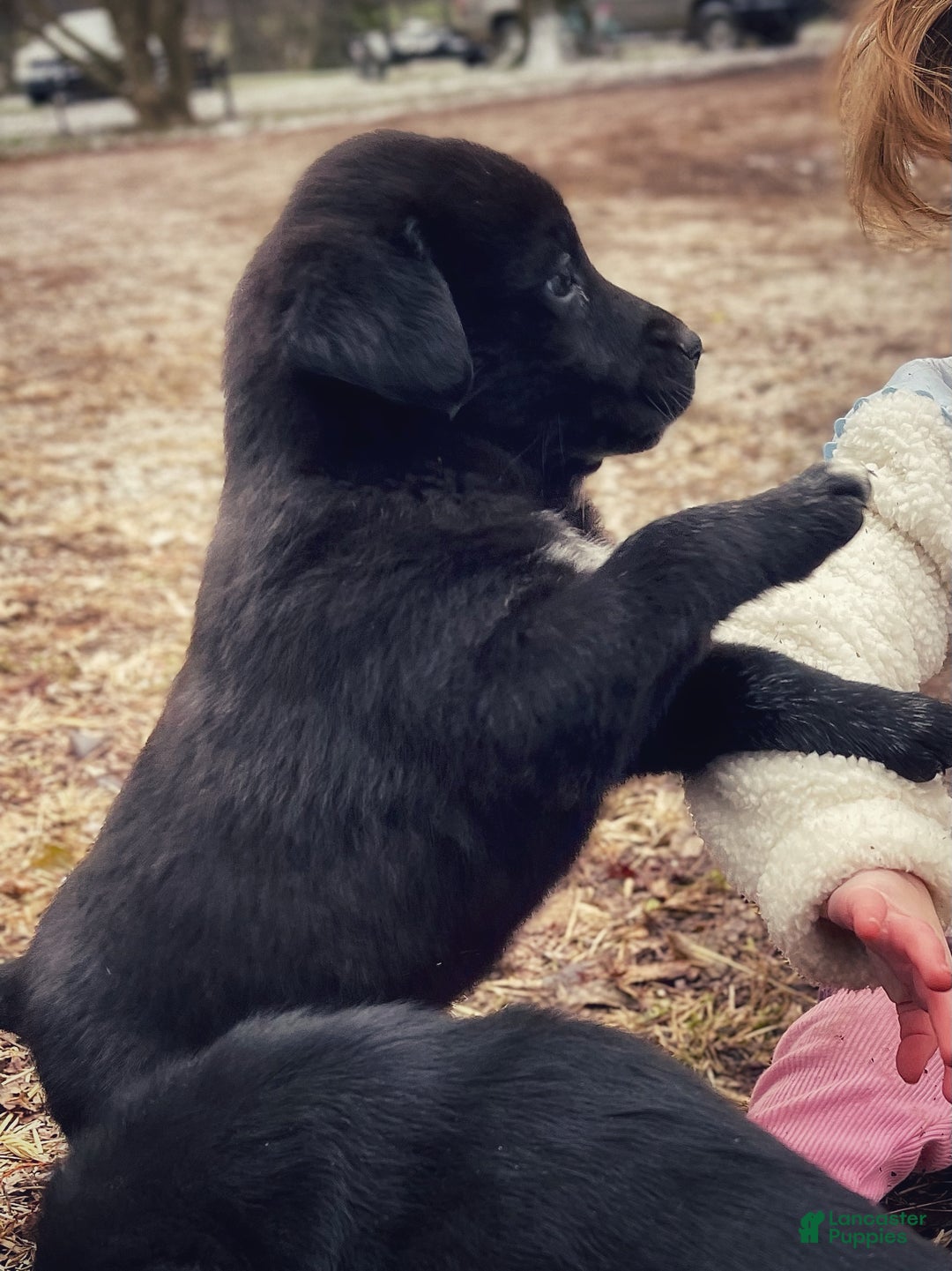 Mixed Breed dogs for sale: Mixed Breed Puppy 1 - Ad 1