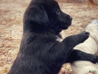 Mixed Breed dogs Mixed Breed Puppy 1 - Ad 5