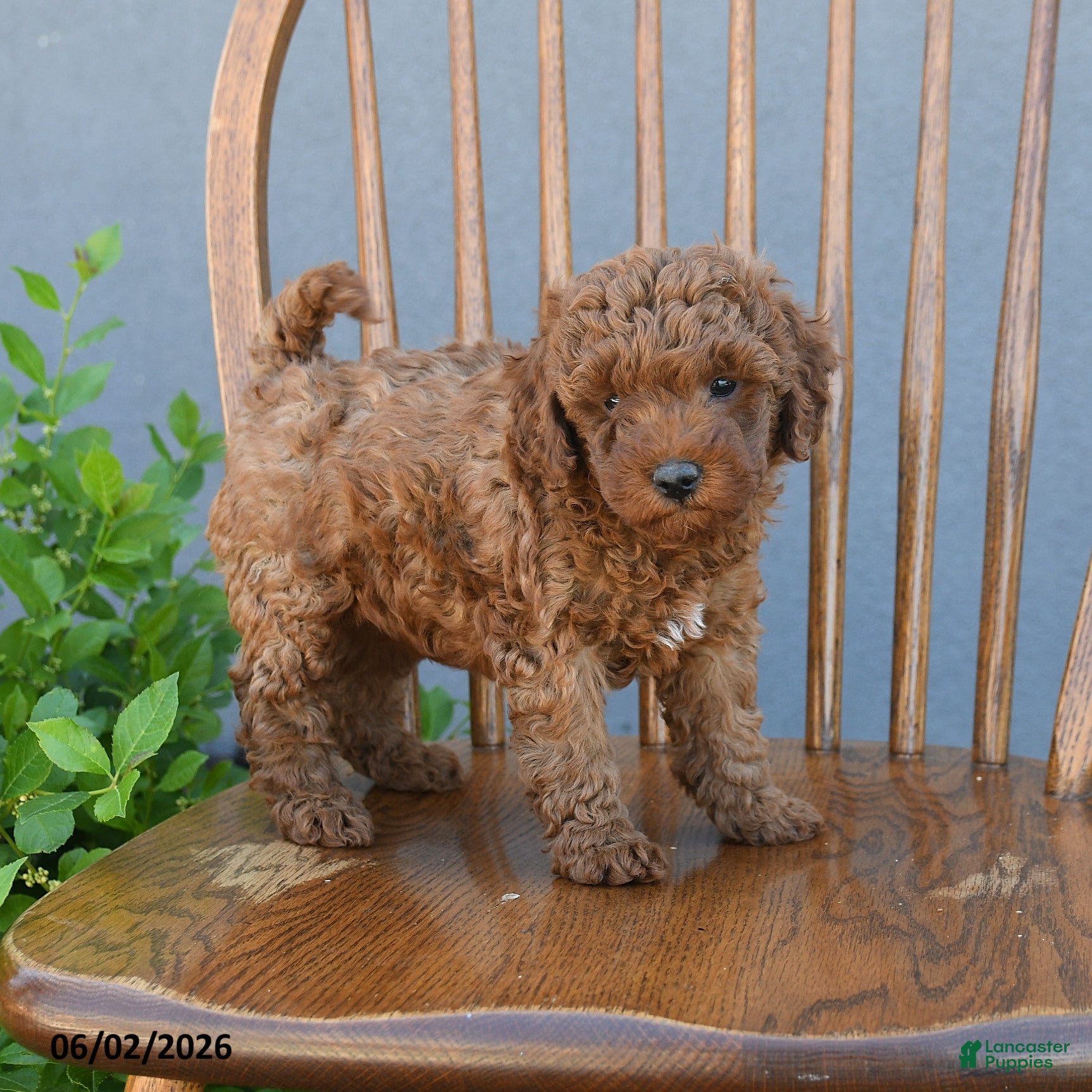 Miniature Poodle dogs for sale: Theodora - Ad 1