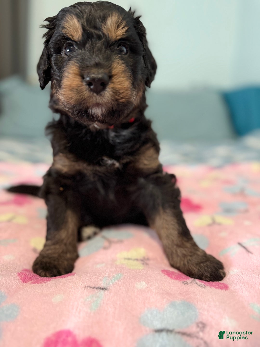 Mixed Breed dogs for sale: Mixed Breed Puppy 4 - Ad 8