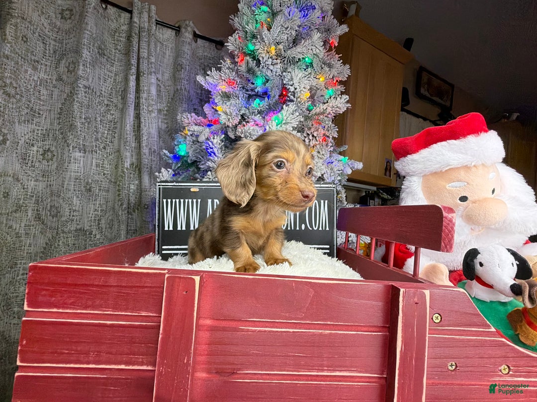 Miniature Dachshund dogs for sale: Sale choc dapple champ import pra clear Akc  - Ad 11