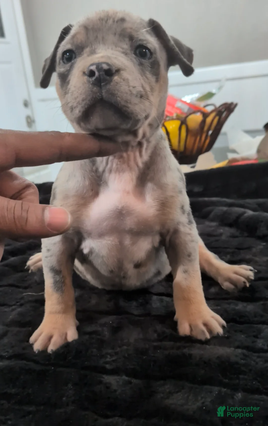 American Bully dogs for sale: Sasha - Ad 1