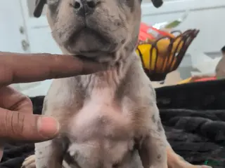 American Bully dogs for sale: Sasha - Ad 1