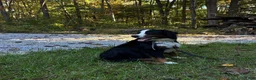 Mini Bernedoodle dogs for sale: Holly - Ad 7