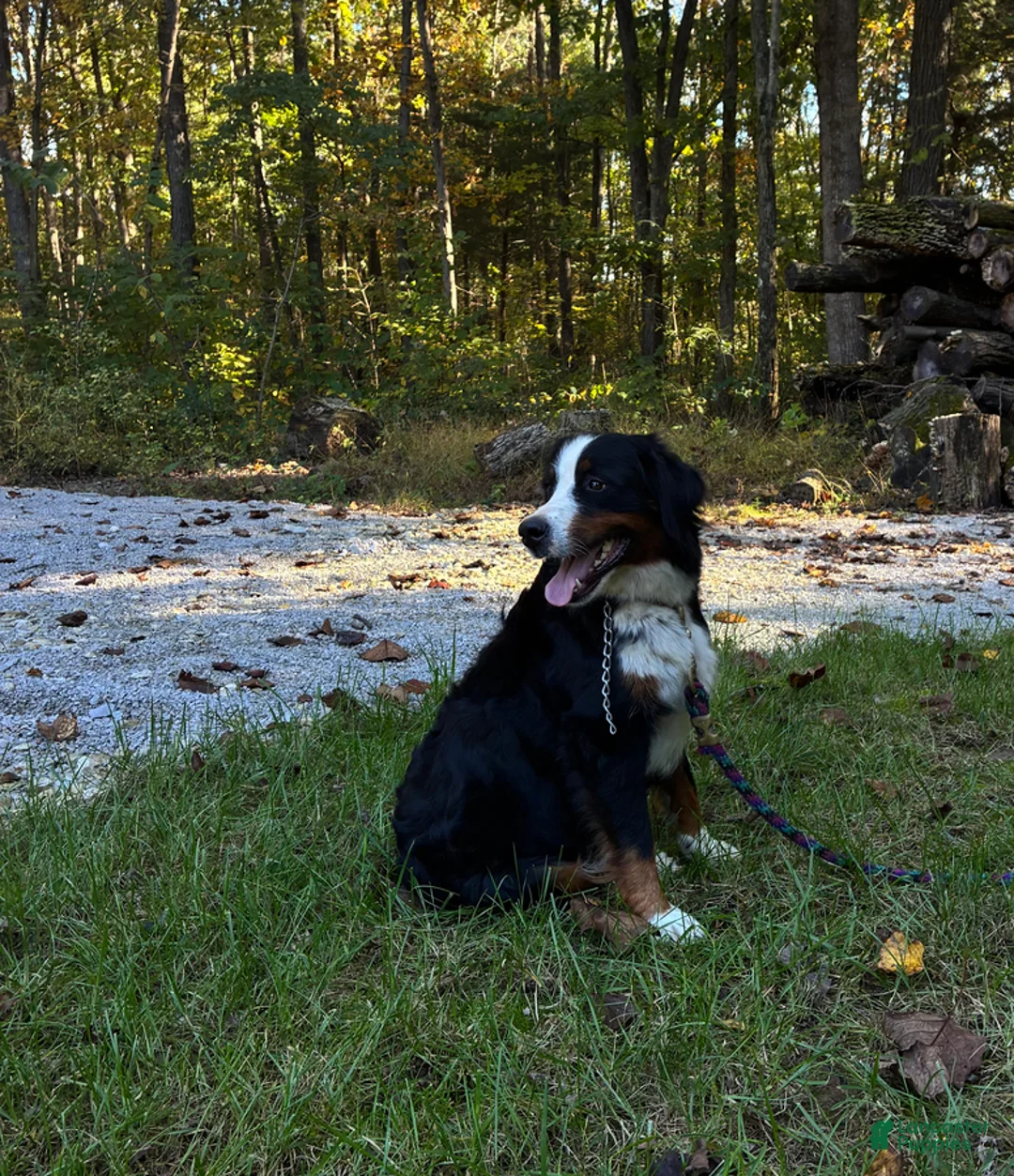 Mini Bernedoodle dogs for sale: Holly - Ad 7