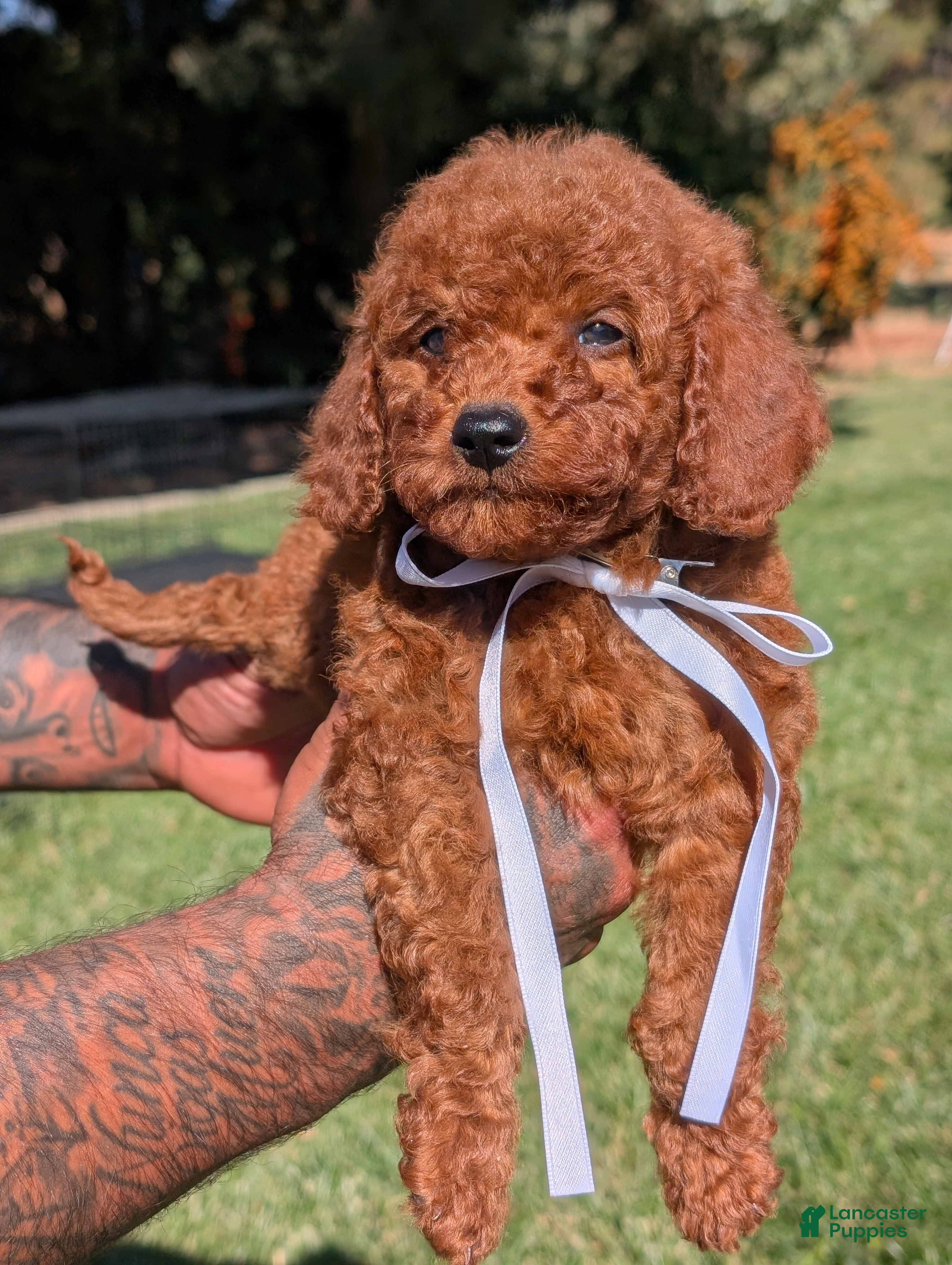 Mini Goldendoodle dogs BOURBON  - Ad 2