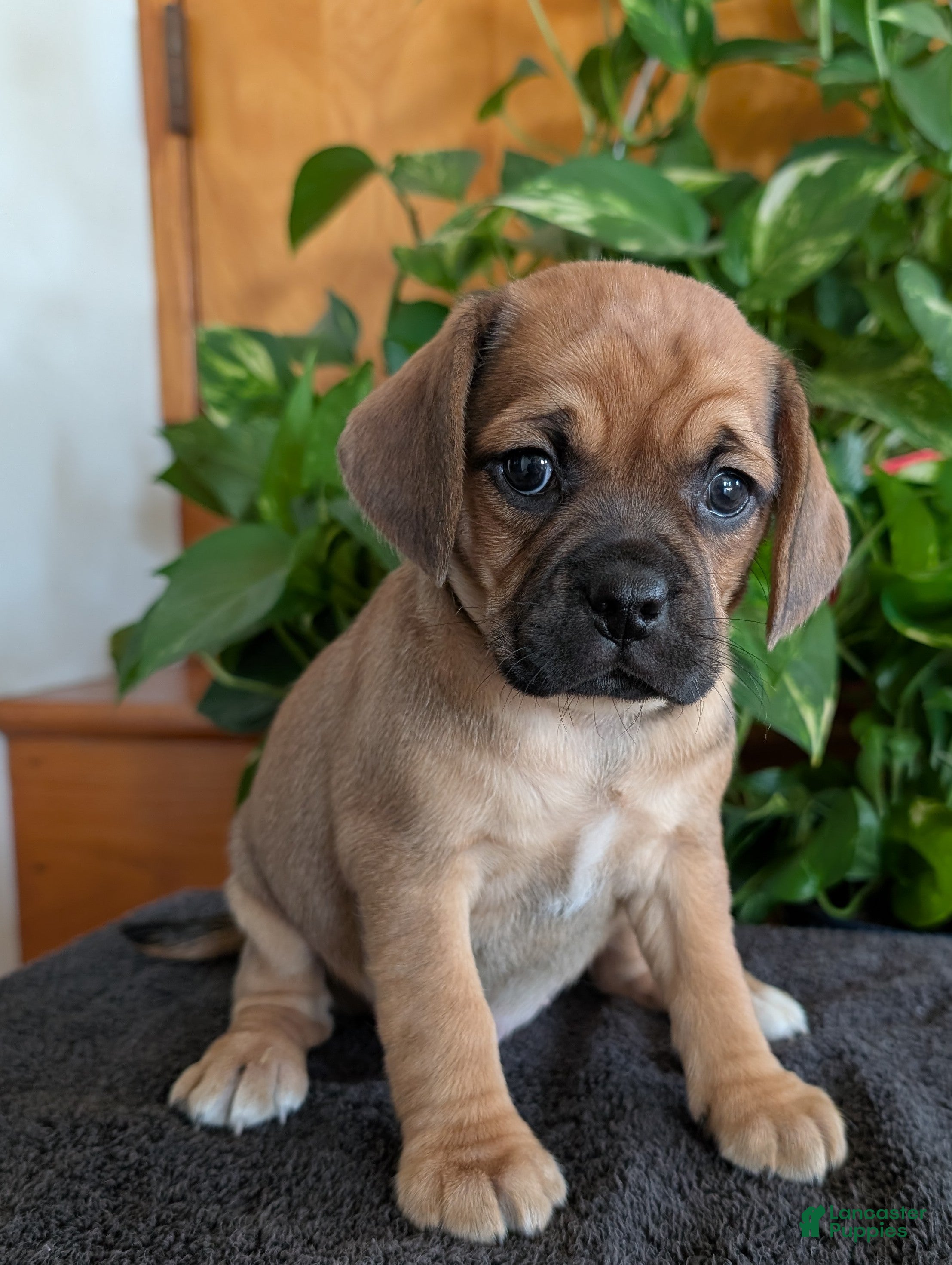 Puggle dogs Kenzie  - Ad 1