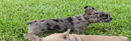 French Bulldog dogs for sale: Heidi - Ad 4
