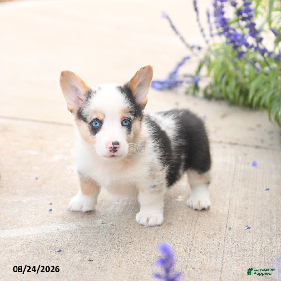 Welsh Corgi Pembroke dogs Lincoln - Ad 2