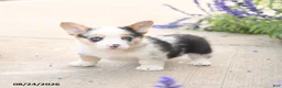 Welsh Corgi Pembroke dogs for sale: Lincoln - Ad 2