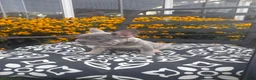 French Bulldog dogs for sale: French Bulldog 1 - Ad 8