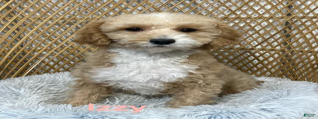 Izzy 