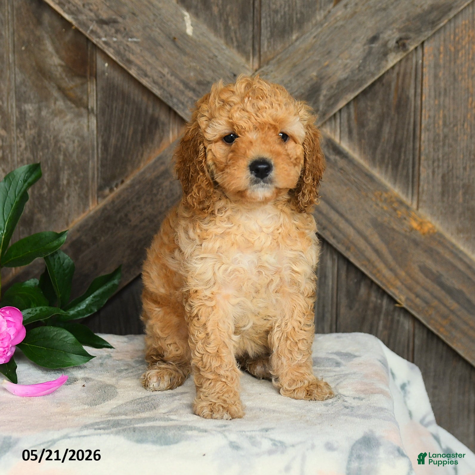 Mini Goldendoodle dogs Jalisa - Ad 1