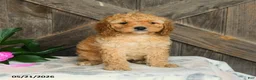 Mini Goldendoodle dogs for sale: Jalisa - Ad 1