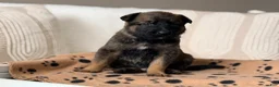 Mixed Breed dogs for sale: Mixed Breed Puppy 1 - Ad 2