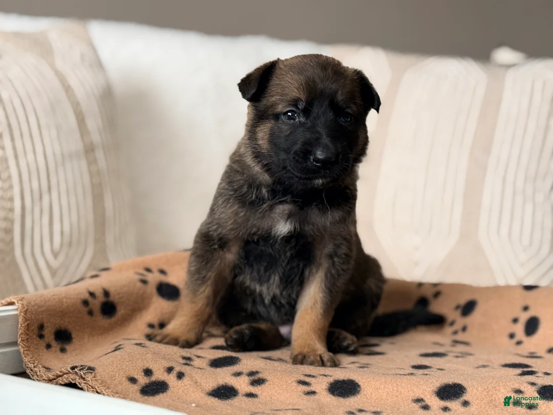 Mixed Breed dogs for sale: Mixed Breed Puppy 1 - Ad 2
