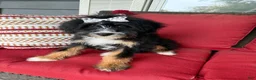 Mini Bernedoodle dogs for sale: Mini Bernedoodle 2 - Ad 3