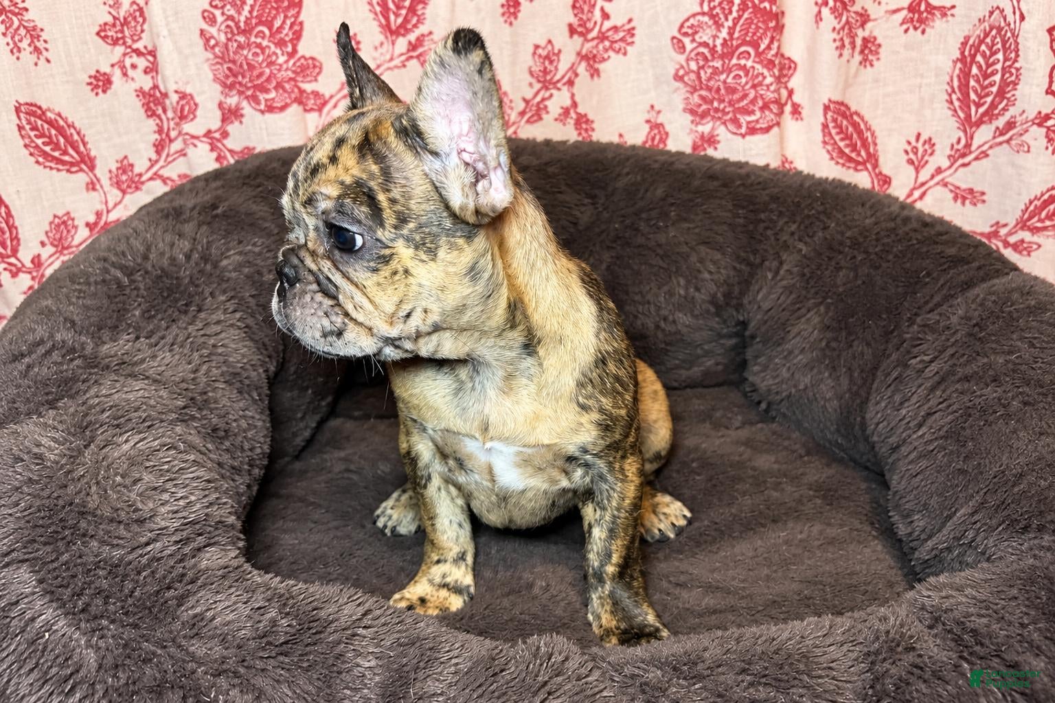 French Bulldog dogs Coco - Ad 2