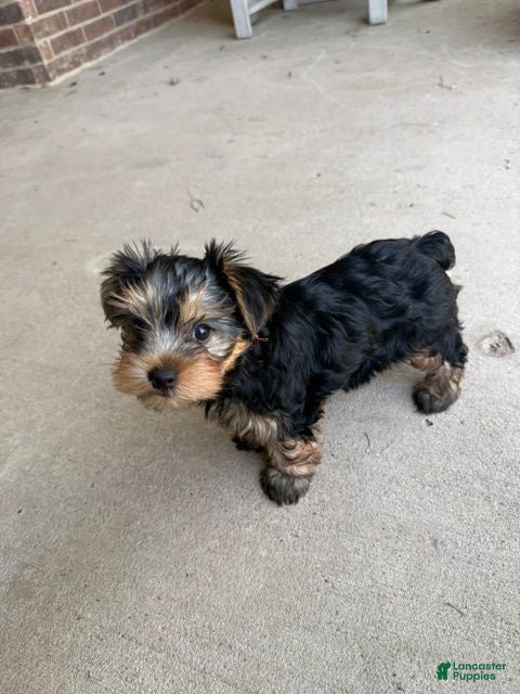 Yorkshire Terrier dogs Yorkshire Terrier 3 - Ad 41