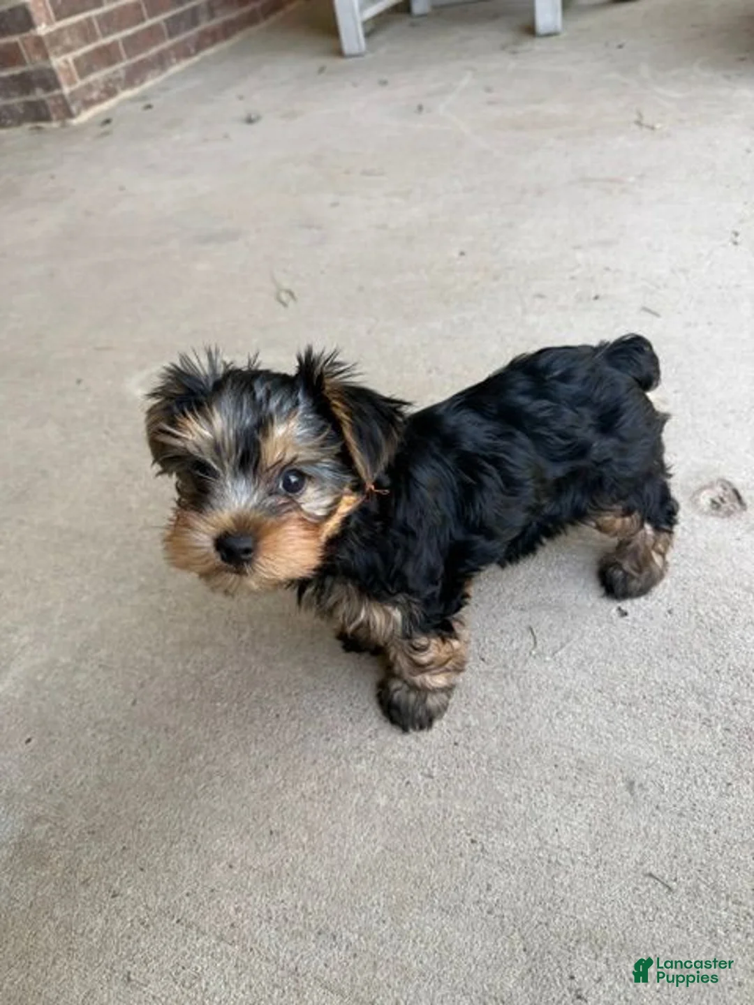 Yorkshire Terrier dogs for sale: Yorkshire Terrier 3 - Ad 1