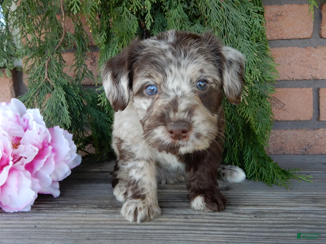 Labradoodle dogs for sale: Coral - Ad 57