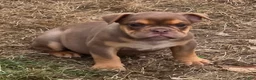 English Bulldog dogs for sale: Tinkabelle chocolate and tan  - Ad 10