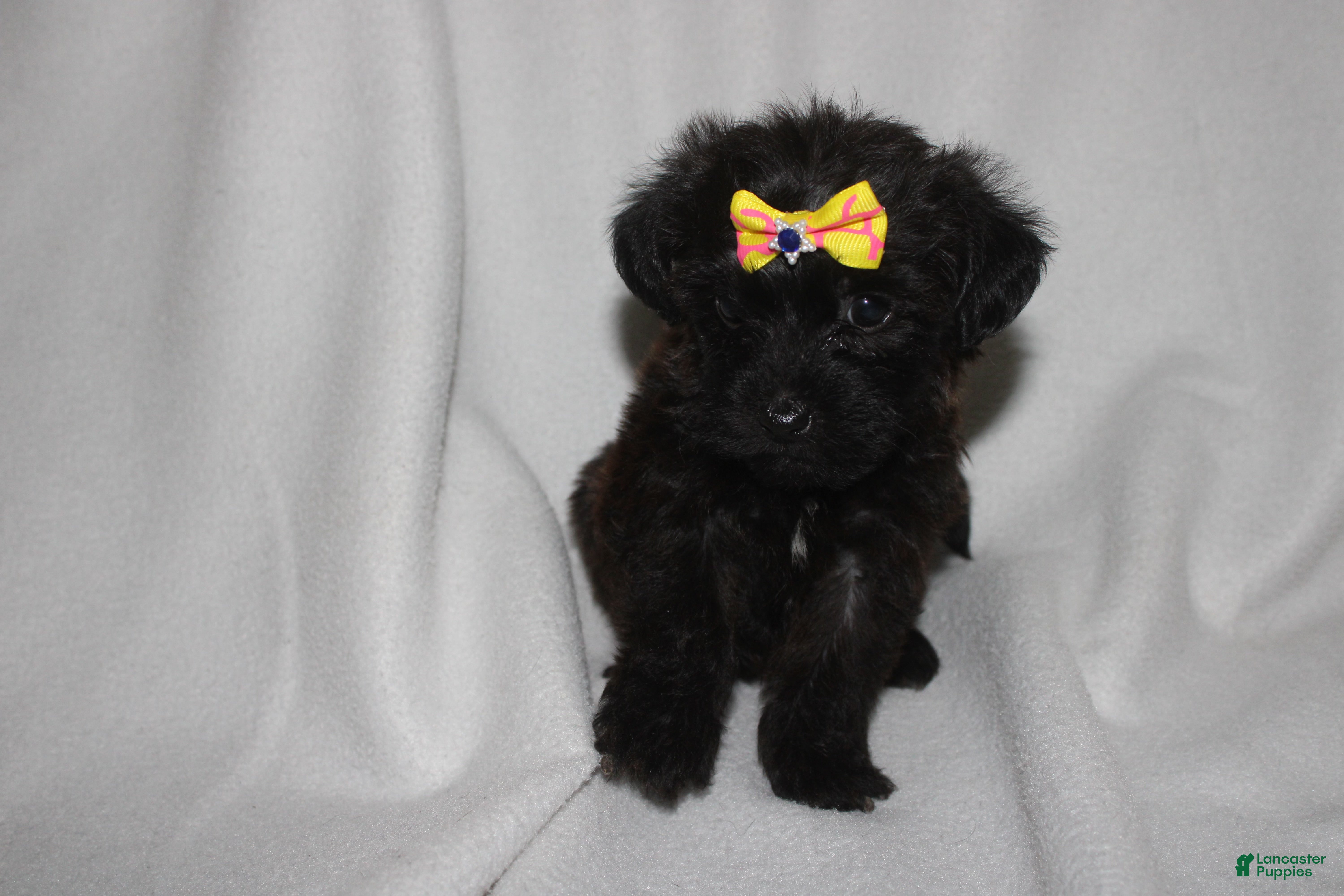 Yorkiepoo dogs Zoey  - Ad 28