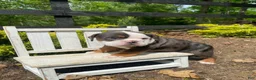 English Bulldog dogs for sale: Fiona - Ad 4
