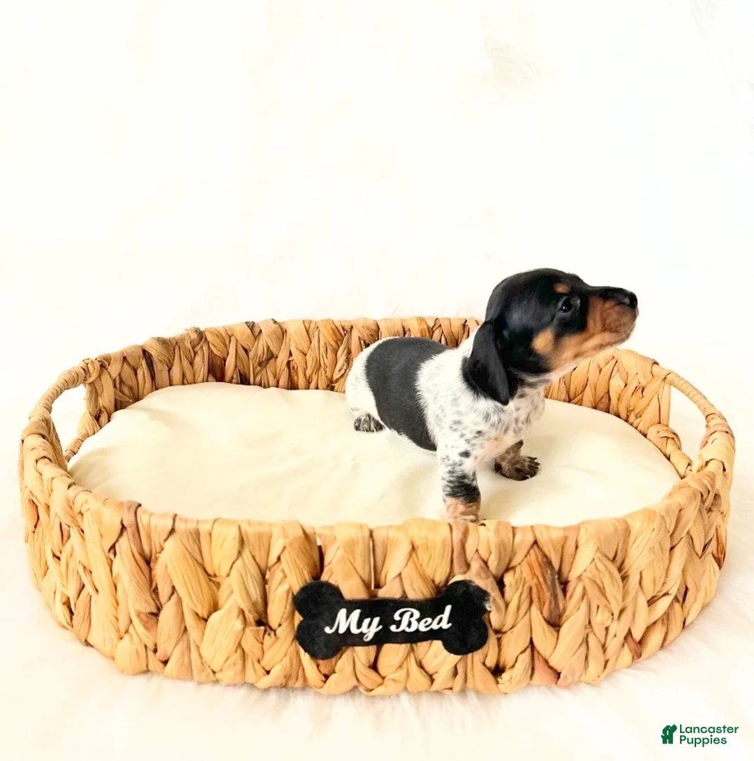 Miniature Dachshund dogs for sale: AKC Opal - Ad 4