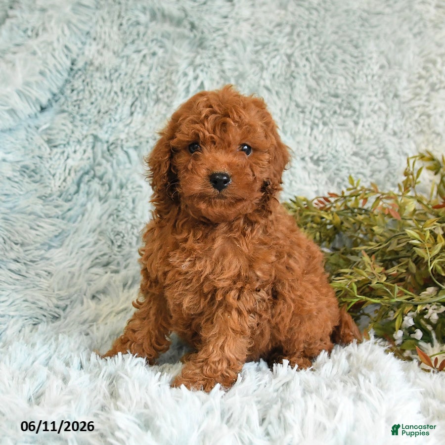 Cockapoo dogs Theo - Ad 2