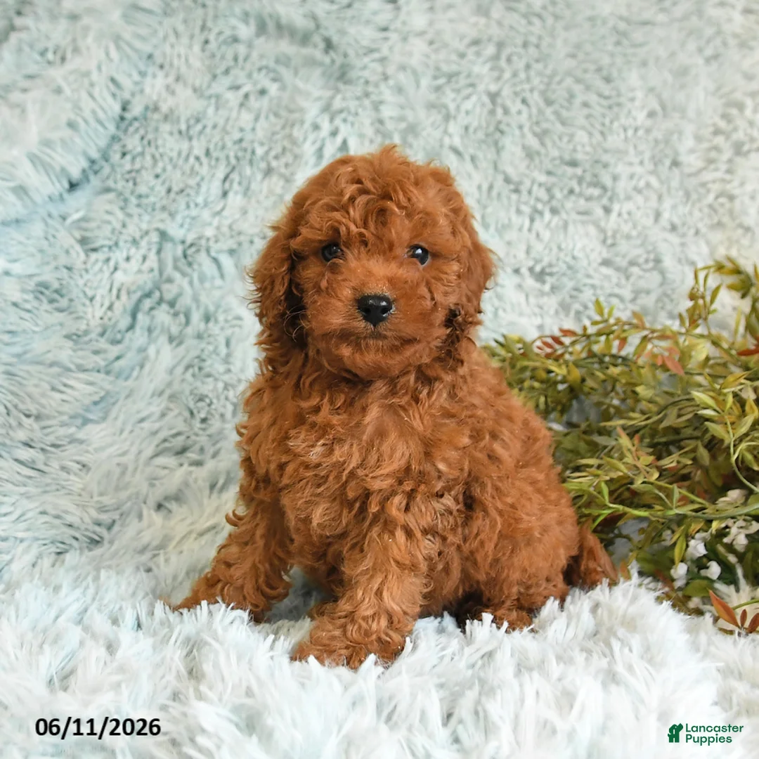 Cockapoo dogs for sale: Theo - Ad 2