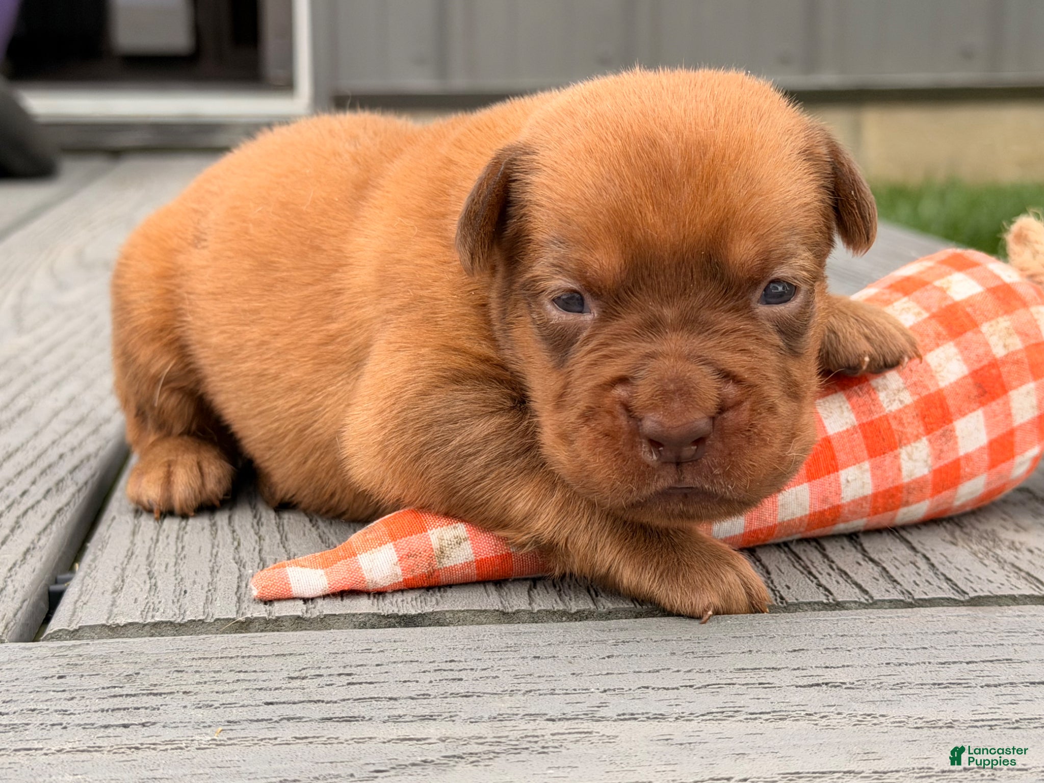 Dogue De Bordeaux dogs for sale: Burkin - Ad 5