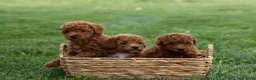 Miniature Poodle dogs for sale: Zaylee - Ad 34