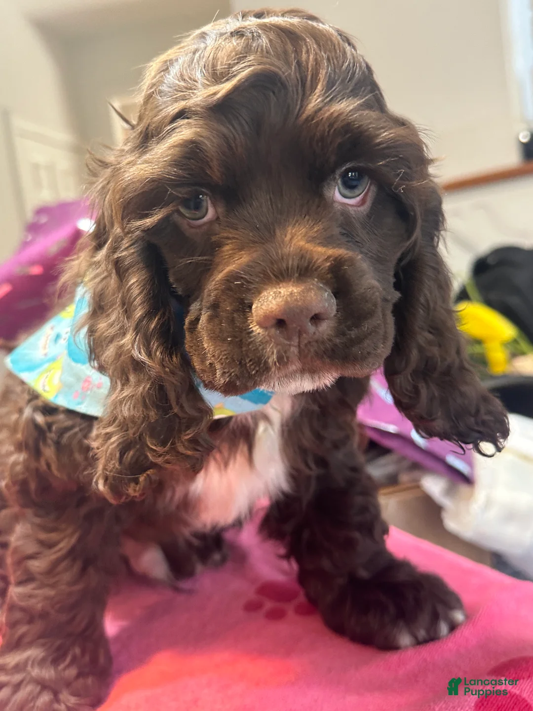 Cocker Spaniel dogs for sale: Cody -AKC Cocker Spaniel  - Ad 2