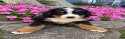Bernese Mountain Dog dogs for sale: Milo - Ad 10