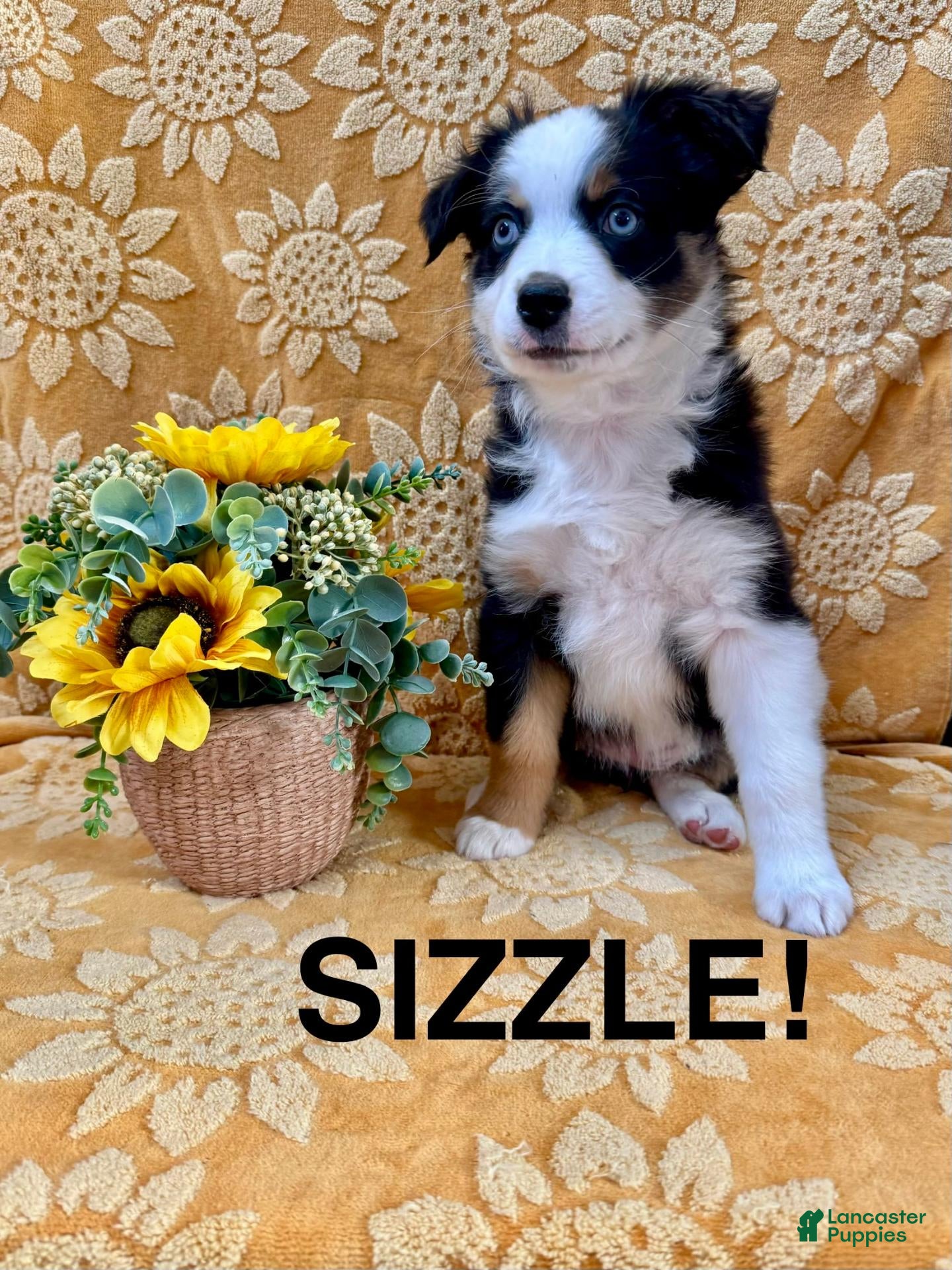 Miniature Australian Shepherd dogs Miniature Australian Shepherd 9 - Ad 1