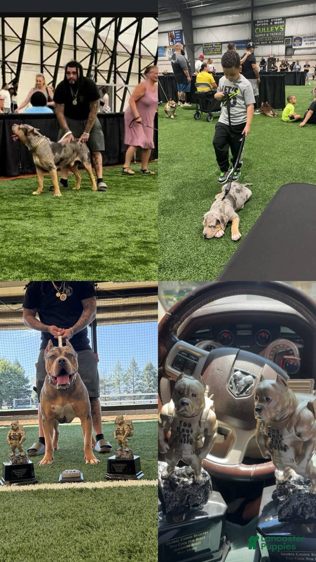 American Bully dogs for stud: Bru - Ad 3