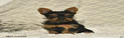 Yorkshire Terrier dogs for sale: Lacey - Ad 4