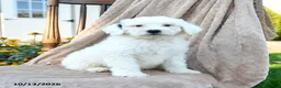 Mini Bernedoodle dogs for sale: Dash - Ad 3