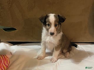 Shetland Sheepdog dogs Aaron - Ad 7